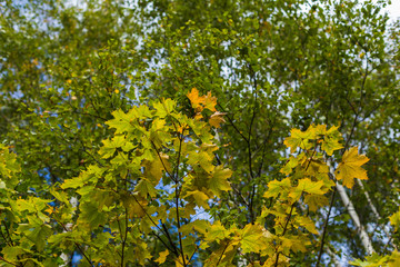 Yellow maple leaves in autumn season against a background of blue sky.