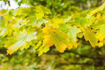 Autumn background with yellow maple leaves in the forest. Selective focus