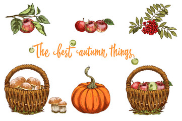 Set of autumn objects isolated on white background. Mushrooms, apple, pumpkin, rowanberry. Harvest collection illustration.