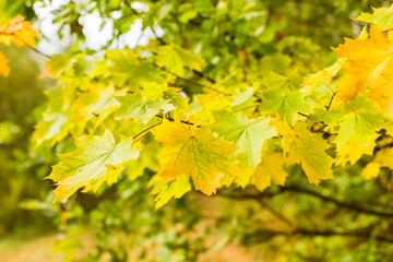 Autumn background with yellow maple leaves in the forest. Selective focus