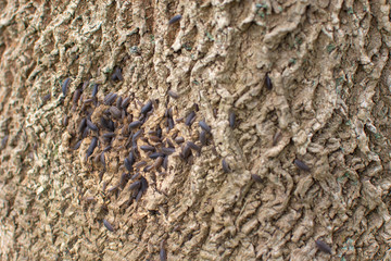 Dark Pill Bugs Woodlouse on Grey Tree Bark with Green Moss
