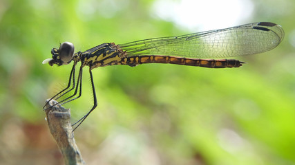 Dragonfly 