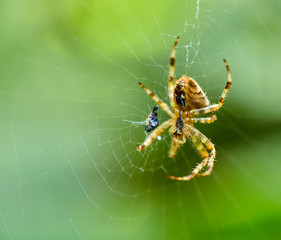Spider on web
