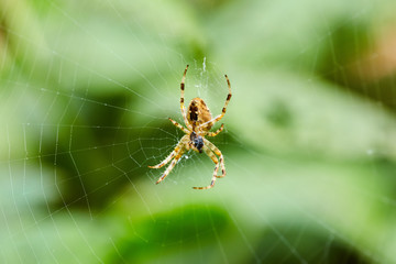 Spider on web