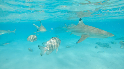 UNDERWATER: Blacktip sharks swim around the emerald sea with small tropical fish