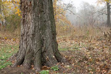 Tree trunk autumn nature