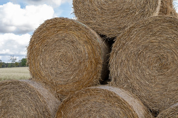 Straw in bales at an asphalt road in the countryside. Stacks of round bundles on the field.