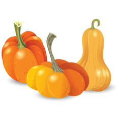 Three different orange pumpkin isolated on white background. Autumn harvest collection illustration.