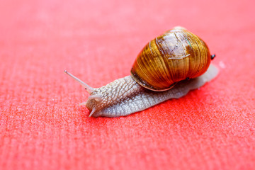 a huge snail on the red carpet after the rain