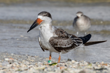 immature Black Skimmer