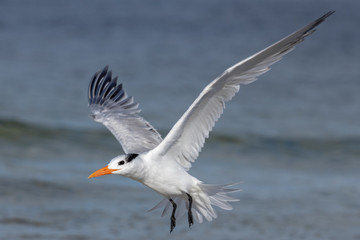 Royal Tern