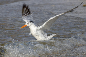 Royal Tern