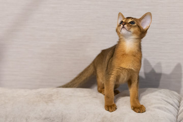 Abyssinian kitten. Ancient cat breed. Favorites of Egyptian pharaohs. In honour of the country of...