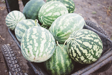 harvest of watermelons in a cart, harvest season