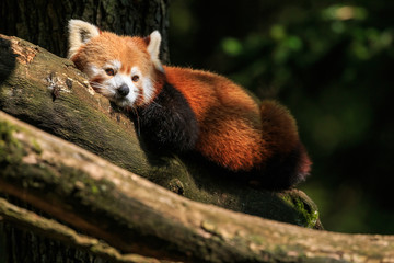 Red panda resting on a branch after lunch