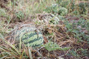 Watermelon plant in a garden, the harvest season