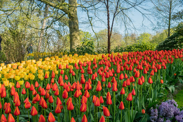 Fototapeta na wymiar Super colorful tulips blossom in the famous Keukenhof