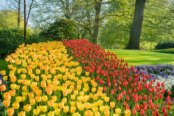 Super colorful tulips blossom in the famous Keukenhof