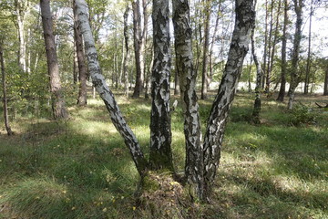  Otternhagener Moor,Deutschland.