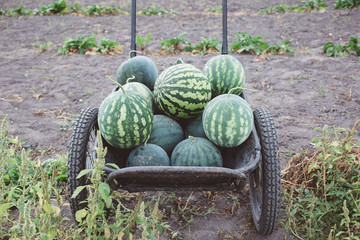 harvest of watermelons in a cart, harvest season