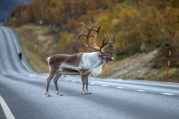Adult male of reindeer with huge antlers standing along the road - (rangifer tarandus)