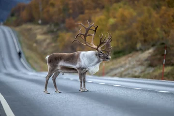 Adult male of reindeer with huge antlers standing along the road - (rangifer tarandus) © Marcin