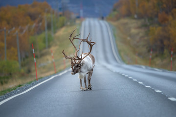 Adult male of reindeer with huge antlers going along the road - (rangifer tarandus)