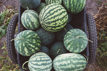 harvest of watermelons in a cart, harvest season