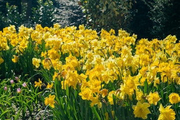 Super colorful tulips blossom in the famous Keukenhof