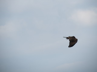 Hawk in flight