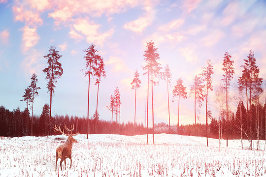 Lonely noble deer mail with big horns against winter fairy forest at sunset. Winter Christmas holiday image.