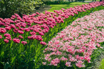 Super colorful tulips blossom in the famous Keukenhof