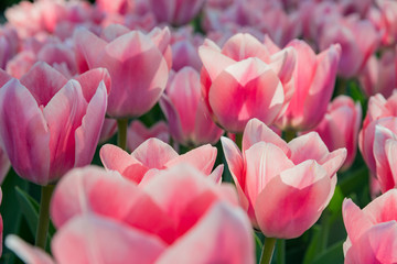 Fototapeta premium Super colorful tulips blossom in the famous Keukenhof