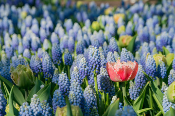 Super colorful tulips blossom in the famous Keukenhof