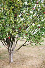 Fototapeta na wymiar picture of a Ripe Apples in Orchard, harvest season