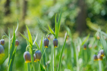 Flower blossom in Keukenhof