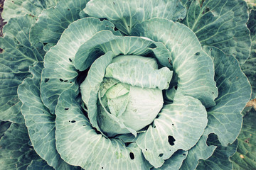 Obraz premium top view cabbage head in the garden with green leaves, harvest season