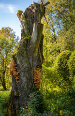 Old trunk covered with delightful mushrooms like in a fairytale