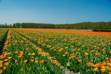 Tulips farm blossom near the famous Keukenhof