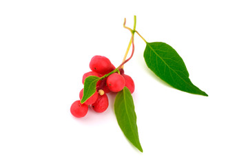 Schisandra Chinensis Medicinal Herb Plant Leaves and Fruit. Isolated on White Background. Also Magnolia-Vine, Chinese Magnolia-Vine, Schisandra, Magnolia Berry or Five-Flavor-Fruit.