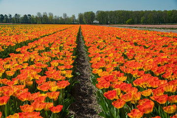 Tulips farm blossom near the famous Keukenhof