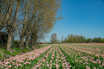 Tulips farm blossom near the famous Keukenhof