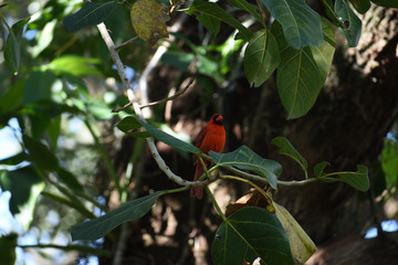 red cardinal