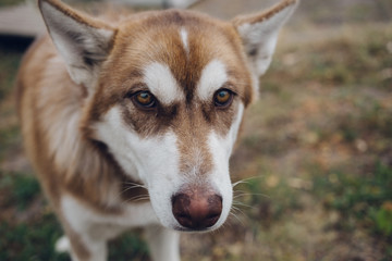 happy muzzle Siberian husky. close up Red husky dog