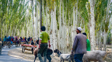 KASHGAR, CHINA - Oct 2011: Uyghur people travel along birch tree lined roads to the weekly market at Yopurga near Kashgar in Xinjiang Uygur Autonomous Region of China