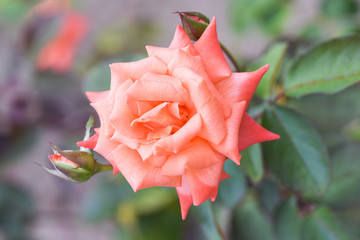 Coral rose in the garden closeup.