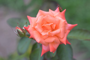 Coral rose in the garden closeup.