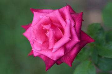 Pink rose in the garden closeup.