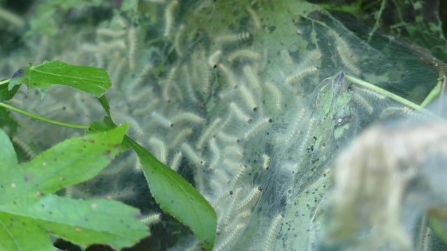 Georgia in Summer, Hundreds of fall webworms on a tree in Cochern Shoals Park
