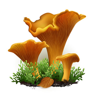 chanterelle vector mushrooms